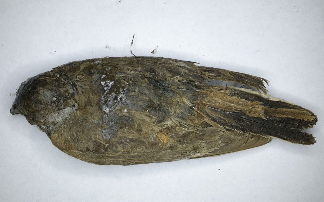 Analysts state : Frozen bird found in Siberia is around 46,000 years of age